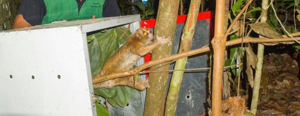 Patenschaft für Affen