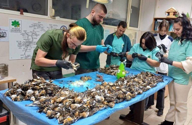 Feuerwerkskörper und Knallkörper zum Jahreswechsel 2026 töteten fast 600 Bergfinke in Bulgarien