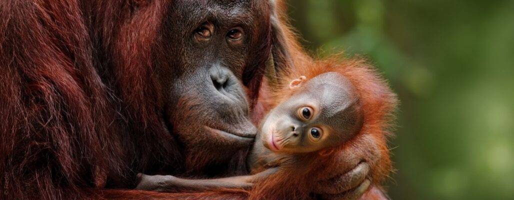 Geschenkideen Tier- und Artenschutz