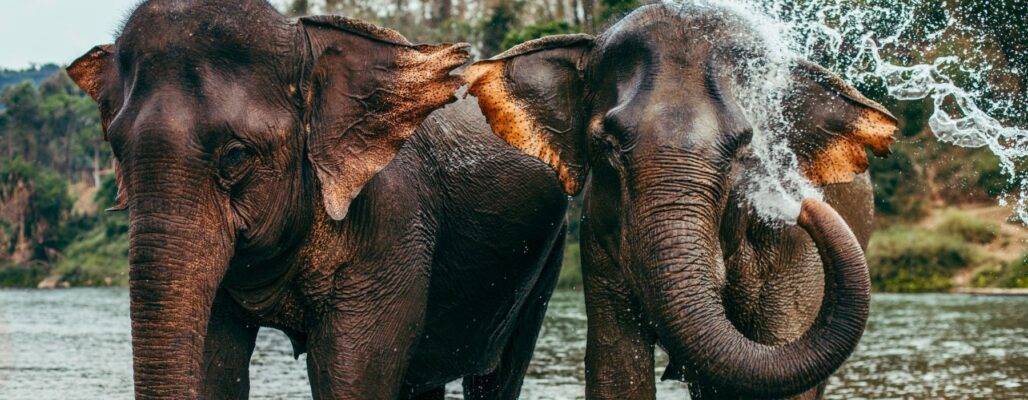 Asiatischer Elefant Tierporträt