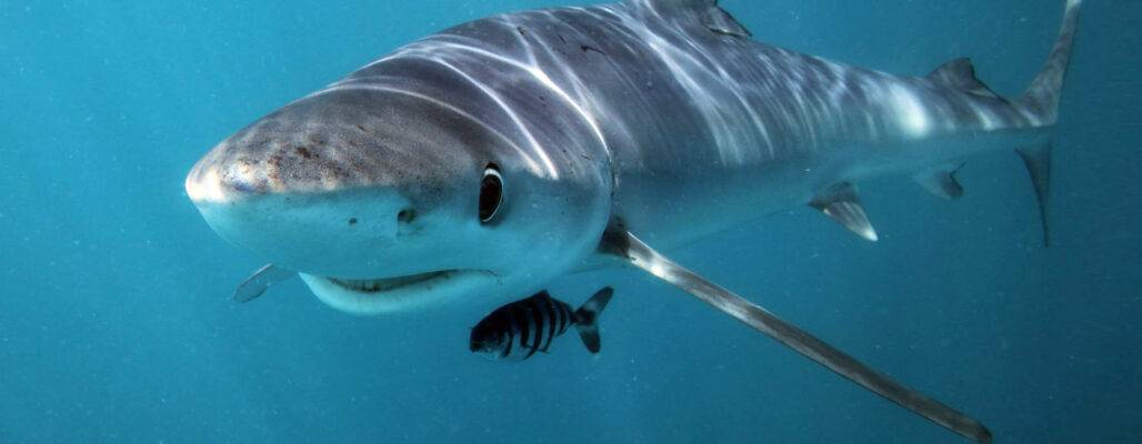 Blauhai Tierporträt