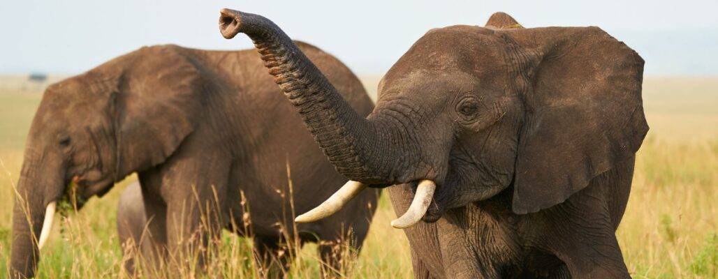 Elefanten