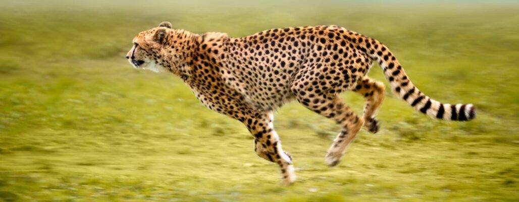 Gepard