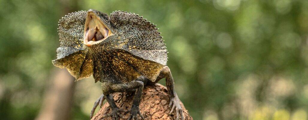 Geschichte Pro Wildlife