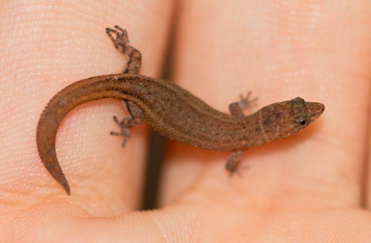Kugelfingergecko