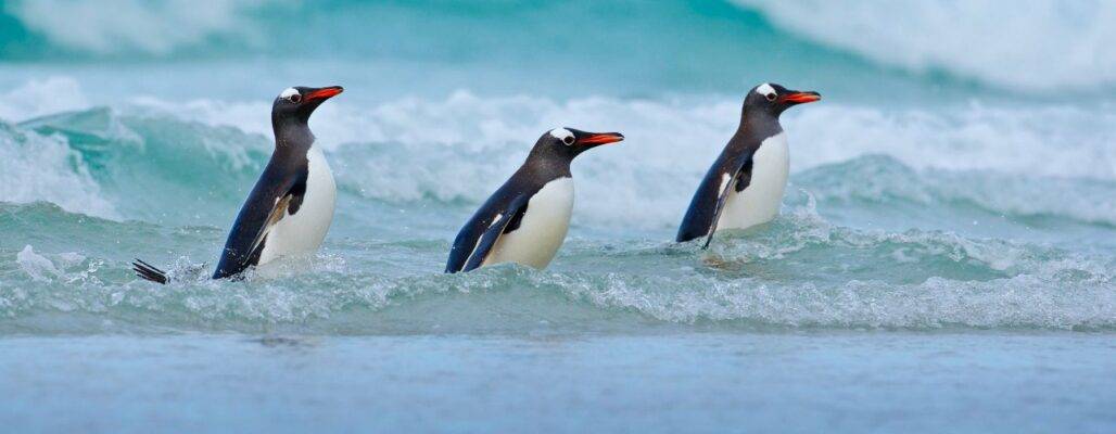 Pro Wildlife Mission Vision und Ziele