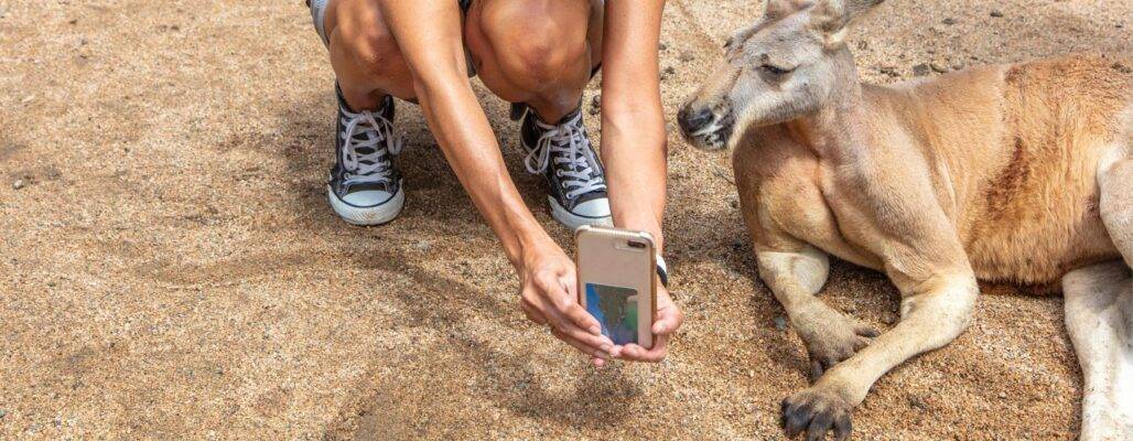 Wildtiere im Tourismus als Urlaubsattraktion