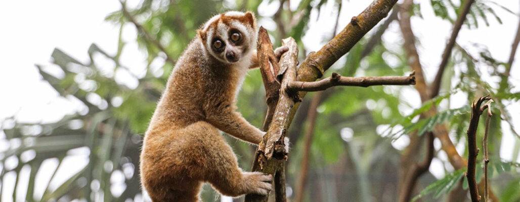 erfolge bei der rettung von wildtieren