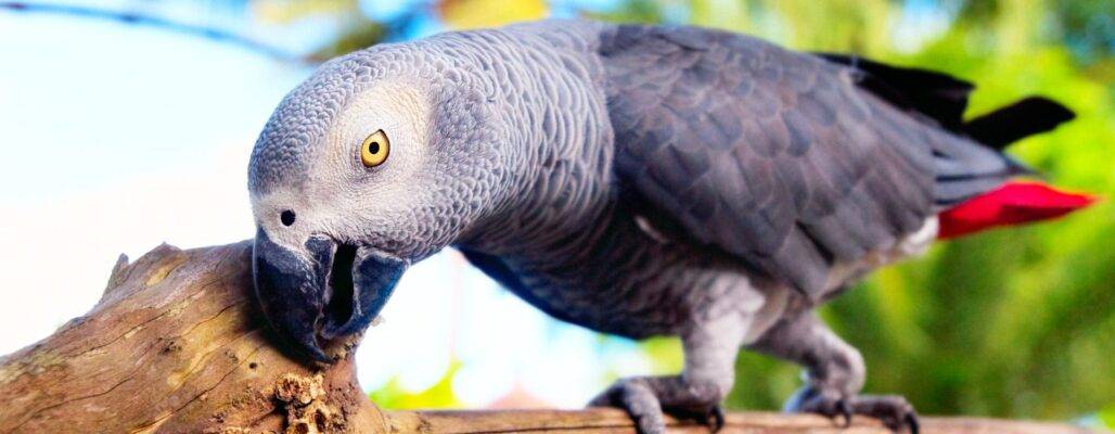 Graupapageien helfen