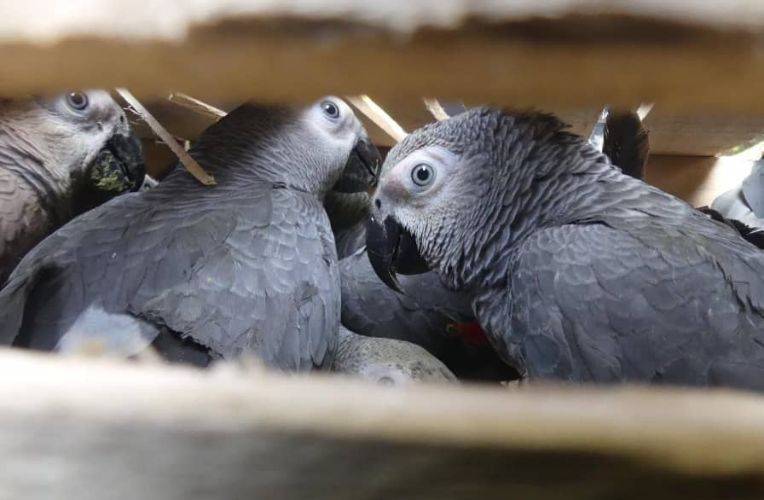 geretteten graupapageien helfen