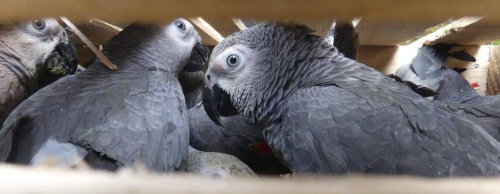 Gerettete Graupapageien kämpfen ums Überleben – helfen Sie jetzt!