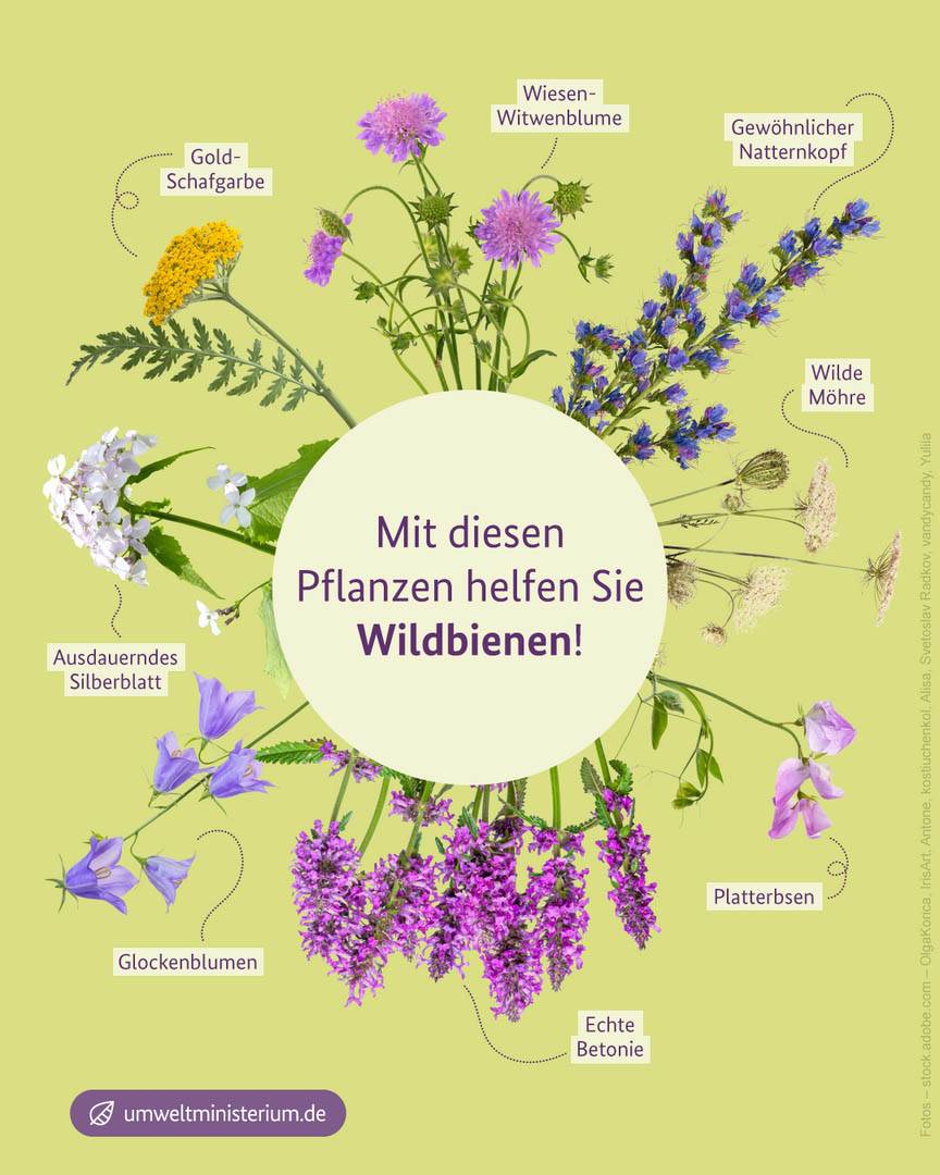 Pflanzen für Wildbienen