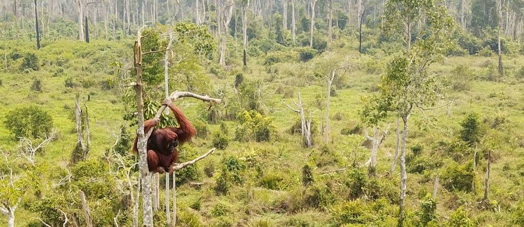 Borneo brennt: Jetzt Orang-Utans retten