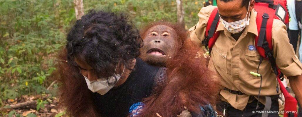 Borneo brennt: Jetzt Orang-Utans retten