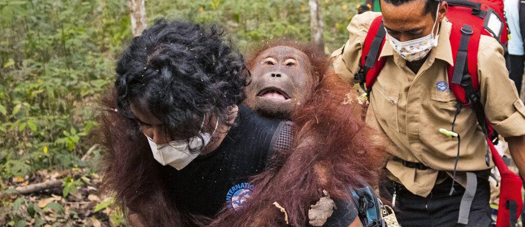 Borneo brennt: Jetzt Orang-Utans retten