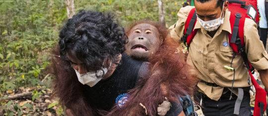 Borneo brennt: Jetzt Orang-Utans retten