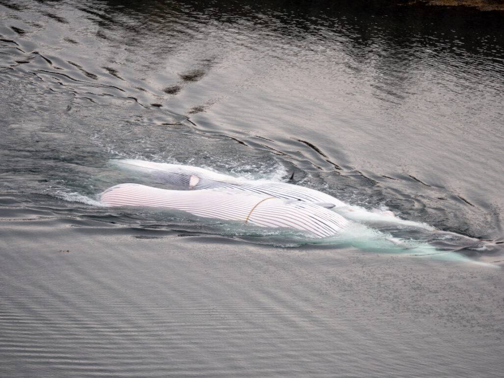 2 Fin Whales © Arne Feuerhahn / Hard to Port
