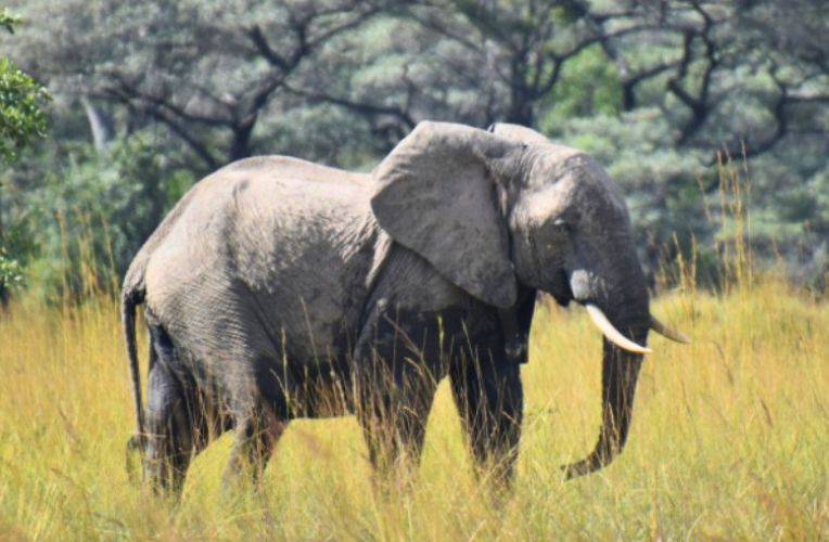 Batoka im Kafue-Nationalpark