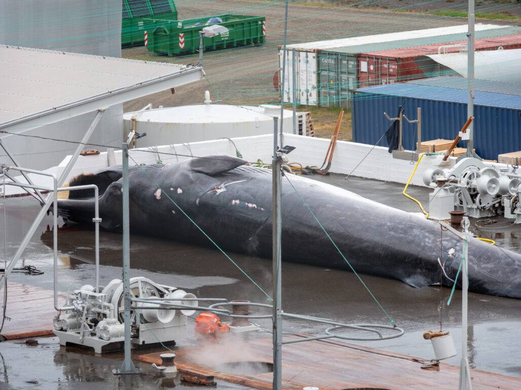 Fin whale 2 © Arne Feuerhahn / Hard to Port
