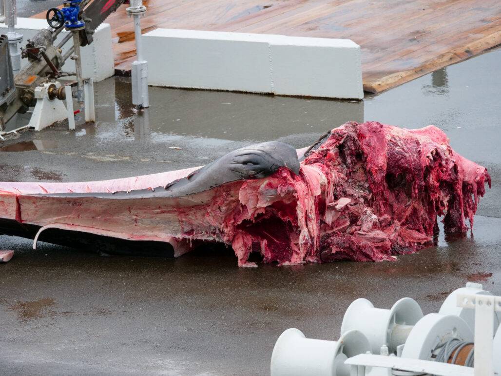 Fin whale head © Arne Feuerhahn / Hard to Port