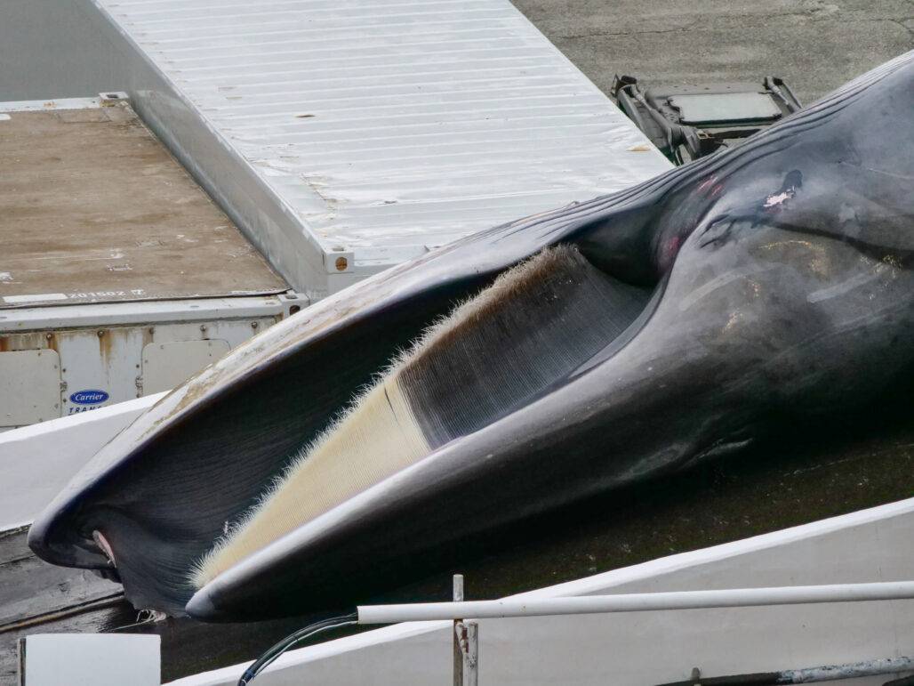 Fin Whale pulled up for processing
© Arne Feuerhahn / Hard to Port