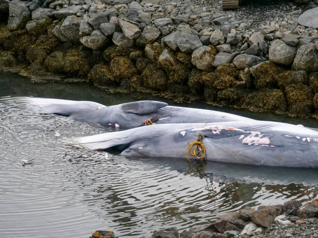 First two fin whales of the 2026 huning season
© Arne Feuerhahn / Hard to Port