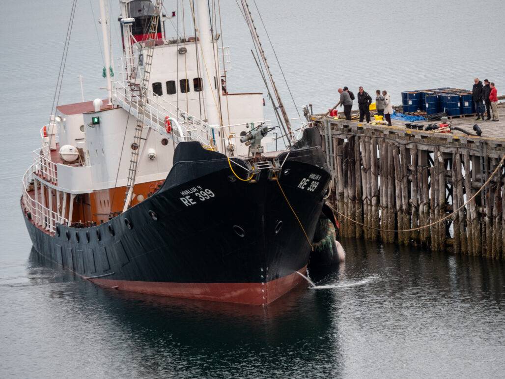 Hvalur 9 returns to the whaling station
© Arne Feuerhahn / Hard to Port