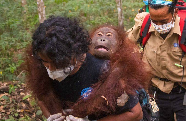 aktuelle spendenaktion für orang-utans