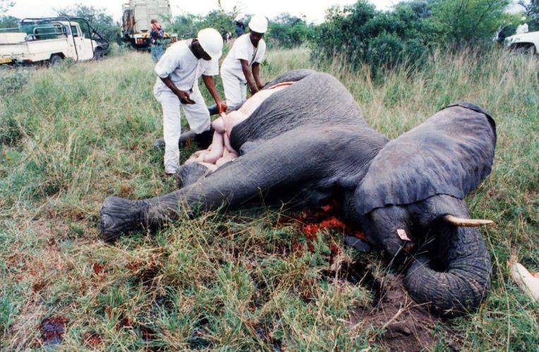 Keulung von Elefanten in Südafrika in den 90er Jahren © Care for the Wild International