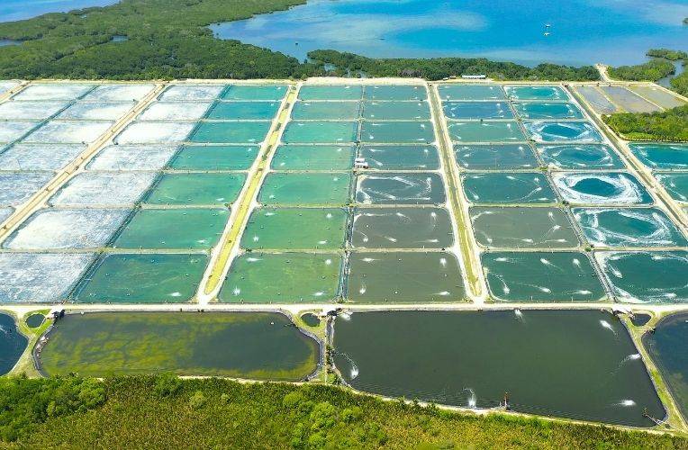 Garnelenfarm, Philippinen