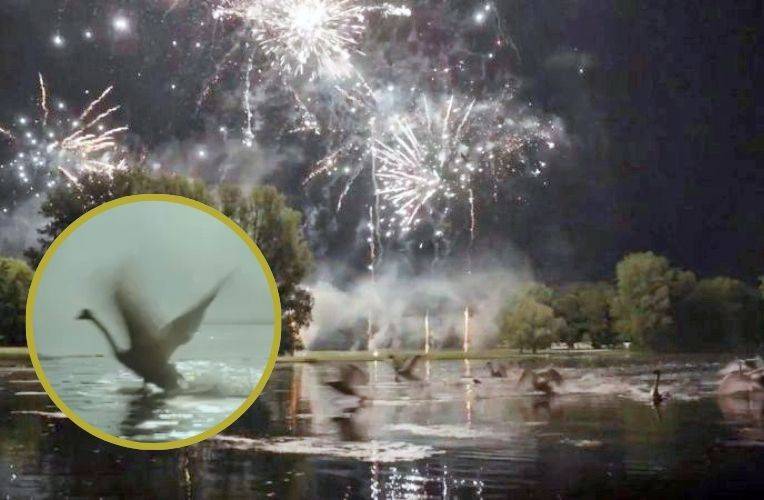 Feuerwerk bei Rhein in Flammen © Tiernotruf.de
