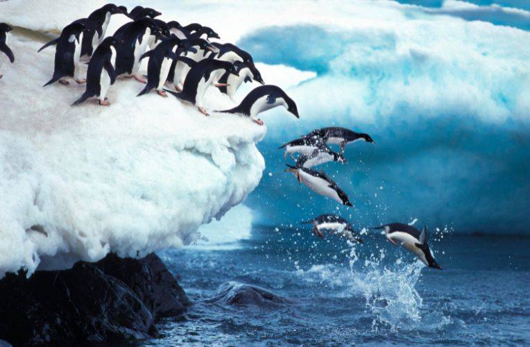 Adéliepinguin