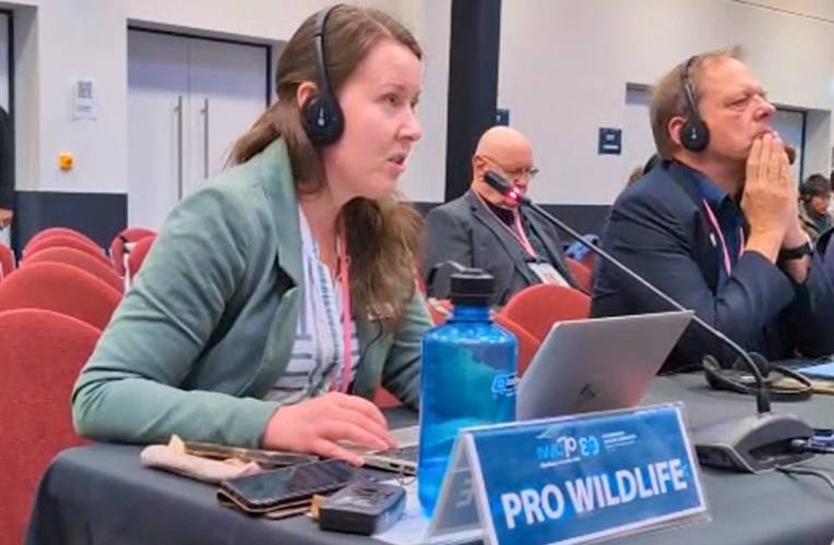 Dr. Mona Schweizer: Vortrag zur Jagd auf Delfine und Kleinwale