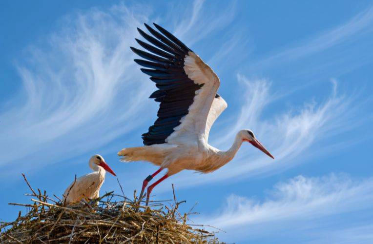 Klimawandel und Wildtiere: Beispiel Weißstorch