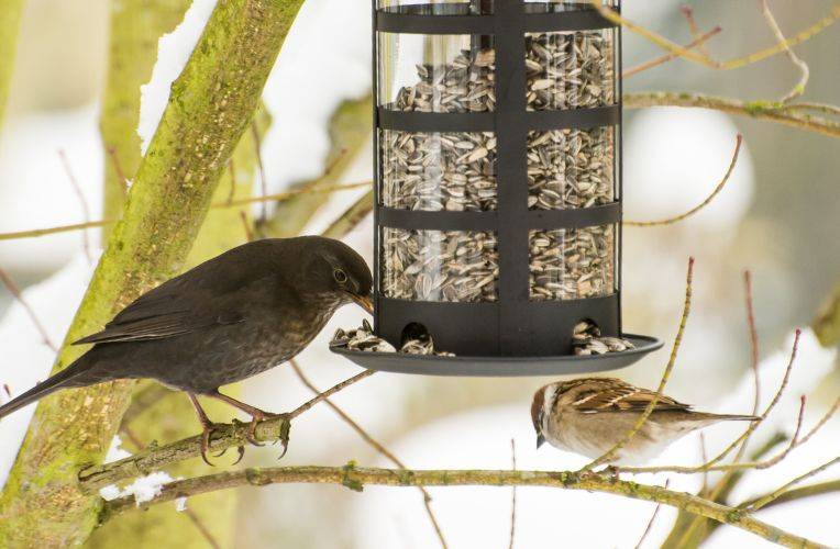 Wildtierschutz im Winter: Futtersilo für Vögel